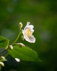White flowers of jasmine