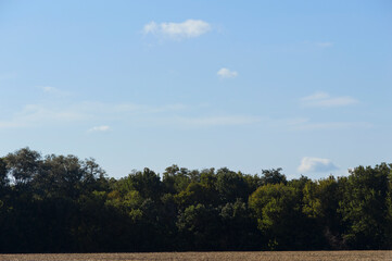 Autumn landscape with forest  and blue sky.