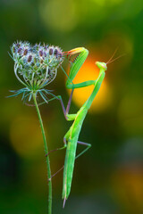 Close up of pair of Beautiful European mantis ( Mantis religiosa )