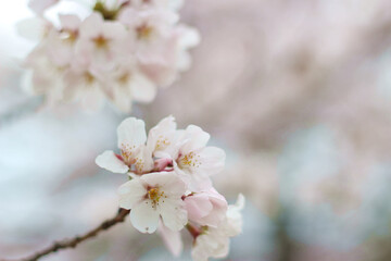 Close up of beautiful white and pink cherry blossoms (sakura) wallpaper background, Okayama, Japan, soft focus