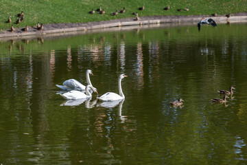 swans on the lake