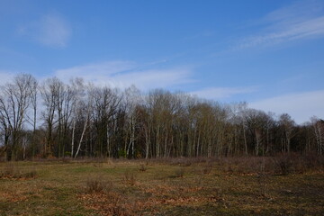 Edge of a leafless forest in March. Bare spring trees. Landscape.