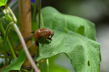 アサガオの葉の上にくっついているセミの抜け殻