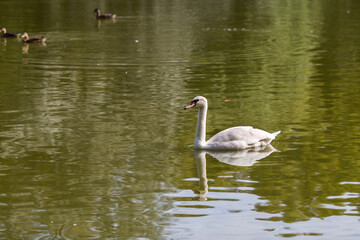 swan on the lake