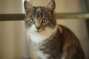 Tricolor kitty sitting portrait with big green eyes