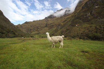 llama Machu Picchu 