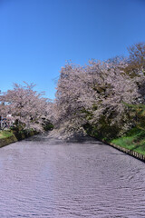 日本の春の絶景

