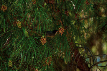 A single Sardinian warbler (Sylvia melanocephala) in a pine forest.