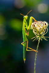 Close up of pair of Beautiful European mantis ( Mantis religiosa )