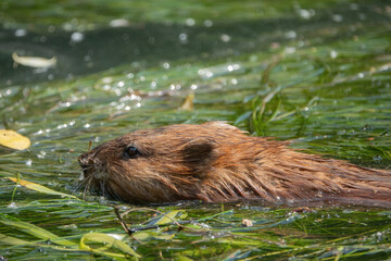 Muskrat swims in the water
