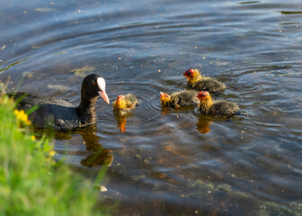 Blässhuhn mit Küken schwimmen in der Abendsonne im Schlosspark
