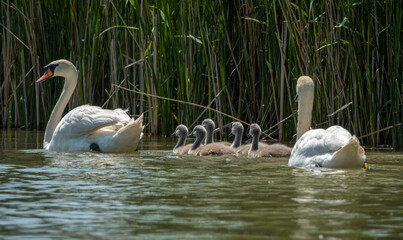 Mother Mute Swan and Cygnets swimming on a lake