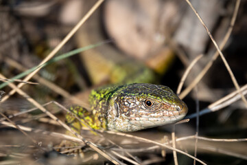 Green lizard strolling in the grass on the ground