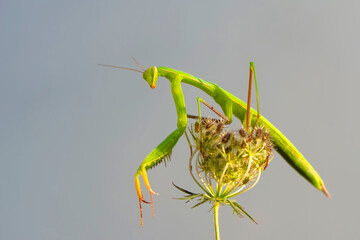 Close up of pair of Beautiful European mantis ( Mantis religiosa )