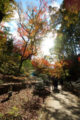 Beautiful Autumn landscape at Kyoto, Japan, Asia