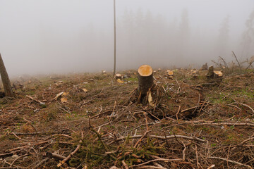 Mysterious path across the hinterland on the Hochlantsch mountain in the Fischbach Alps, Austria....