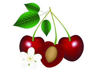 Two whole cherries with leaves and half a cherry with a stone and a flower.