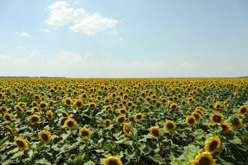 Obraz premium Field of beautiful sunflowers against sky. Summer nature