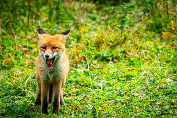 Naklejka na ściany i meble Portrait of a red fox, Vulpes vulpes on a green background