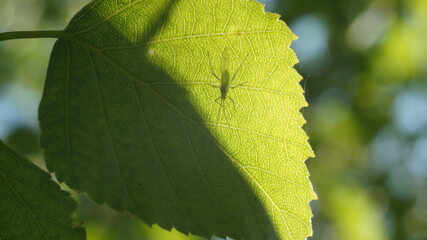 a birch leaf divided in half by light and shadow