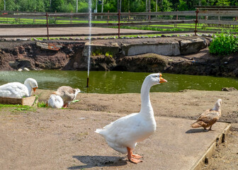 A large white goose stands near a pond in a bird's yard. Rural life, cottage style concept. Horizontal orientation, selective focus.
