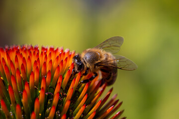 A Bee on a Flower