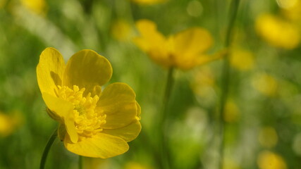 yellow flower with many stamens in a bright meadow
