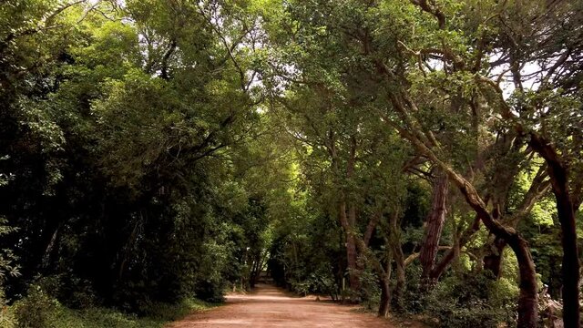 Woods of Rainha D. Leonor , in Caldas da Rainha - Portugal, borders the Parque D. Carlos I and is characterized by its biodiversity and beauty.