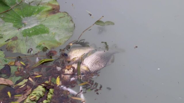 dead fish floating on water behind a net in a lake