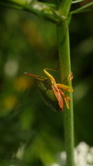 the bug sits on a vertical plant stalk