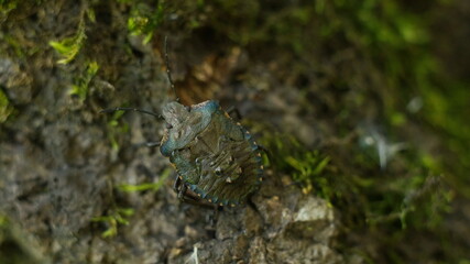bug on a blurred tree trunk