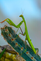 Close up of pair of Beautiful European mantis ( Mantis religiosa )