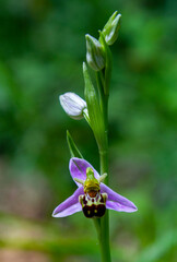 Ophrys Apifera wild orchid in nature
