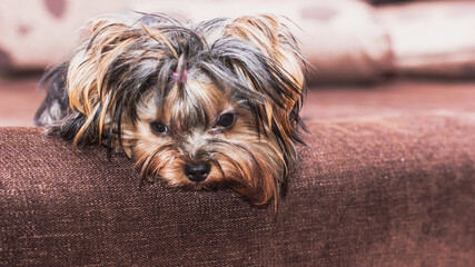 Dog Yorkshire Terrier lying on a brown sofa and looking at the camera