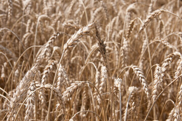 Fields of wheat at the end of summer fully ripe