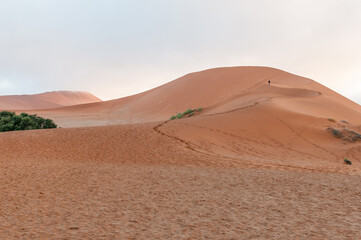 Fototapeta na wymiar View of the sickle shaped sand dune next to Sossusvlei