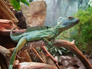 Iguana on tree branch in forest. Green reptile. Amazonian forest. Picture was taken on: 26th of June 2019.