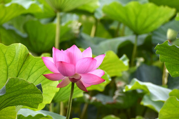 東京上野の不忍池の美しいハスの花