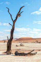 Dead tree stumps, with sand dune backdrop, at Deadvlei