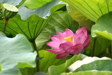 東京上野の不忍池の美しいハスの花