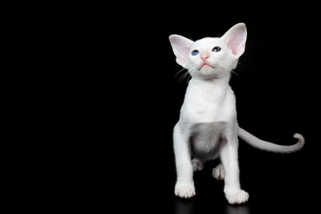 white oriental kitten isolated over black background