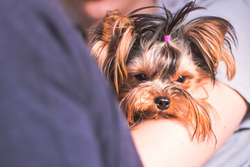 Dog Yorkshire Terrier in the hands of a man, dog puppy looking at the camera, dog muzzle puppy