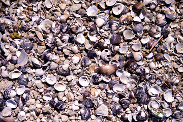 Background of empty shells on the river bank, close up