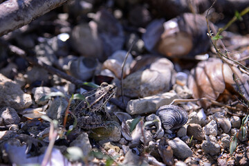 A frog, an empty shell and gravel on the shore, the concept of mimicry