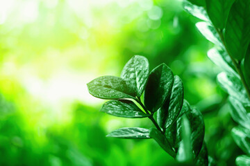 Green leaves on a blurred green background in the garden with a copying area used as a natural green plant background.