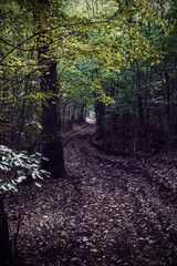 Obraz premium forest