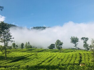 Naklejka premium green tea plantation