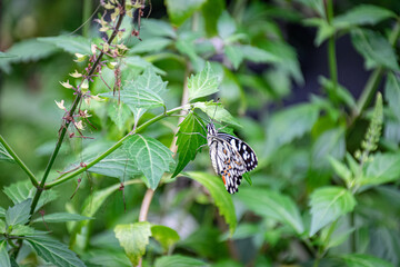 butterfly on a leaf