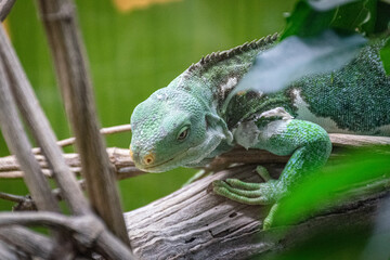 iguana on a tree
