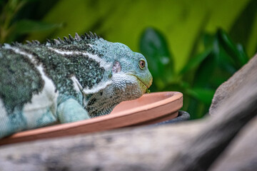 close up of a green lizard